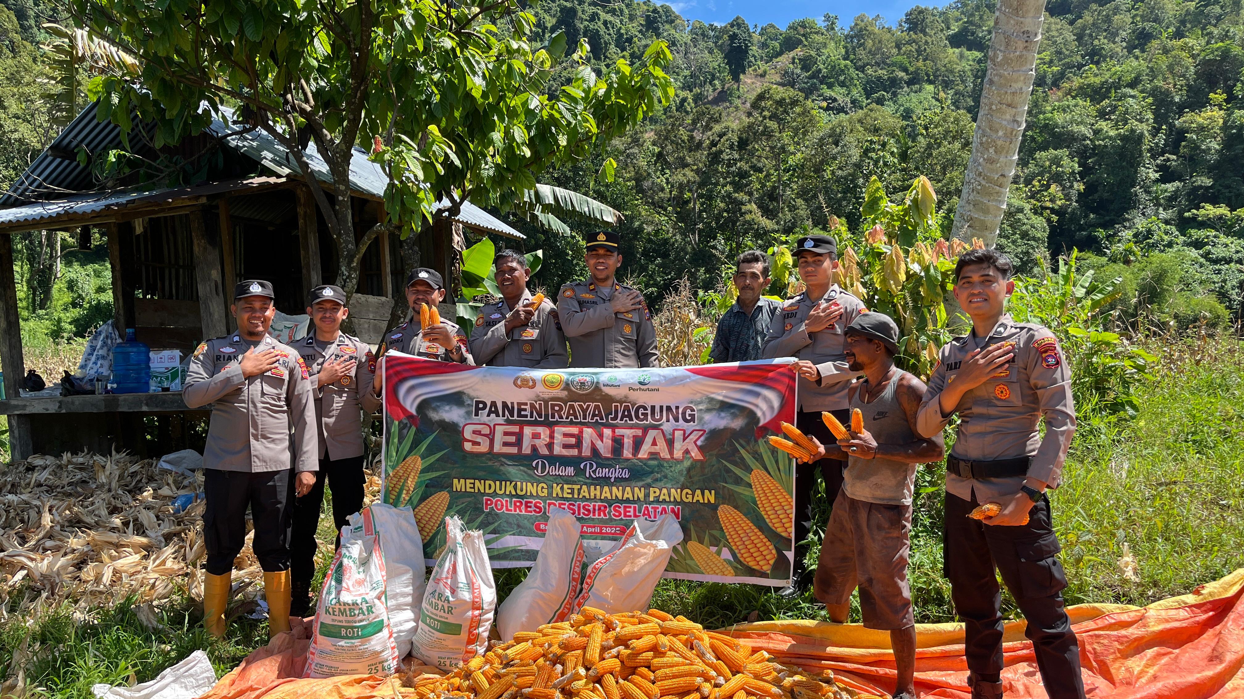 Sukses Panen Jagung, Kasat Intelkam Polres Pessel Tekankan Pentingnya Sinergi Polri-Petani Dalam Ketahanan Pangan