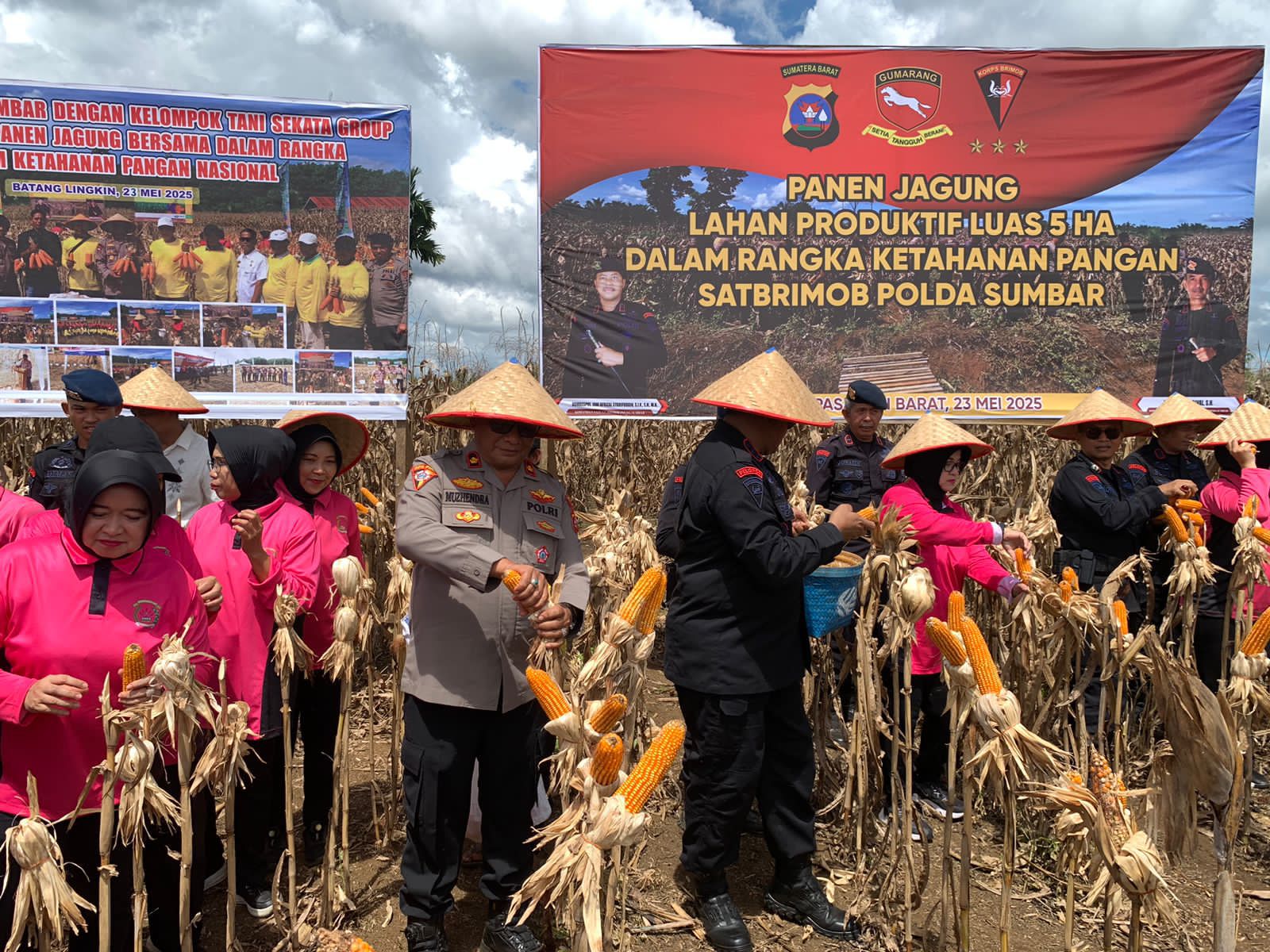 Brimob Polda Sumbar Panen Jagung 5 Hektar, Wujud Nyata Dukung Ketahanan Pangan Nasional